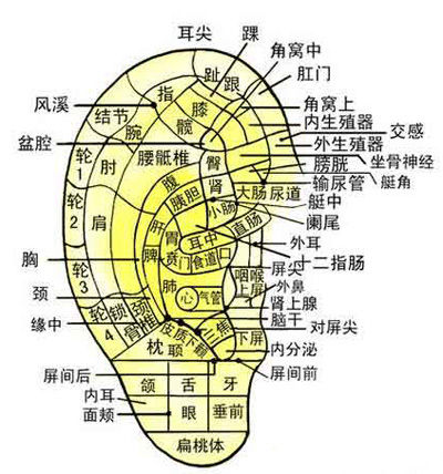 对应头面部的耳部反射点